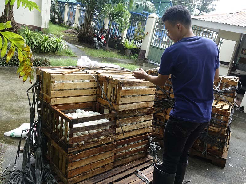 35,000 'balut' from Pampanga intercepted at Zamboanga City port