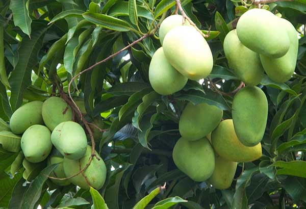 DA starts rehab of Davao mango plantations