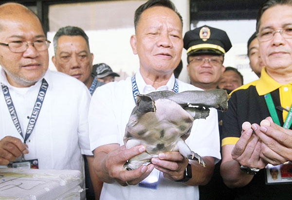 123 soft-shell turtles  seized near NAIA     