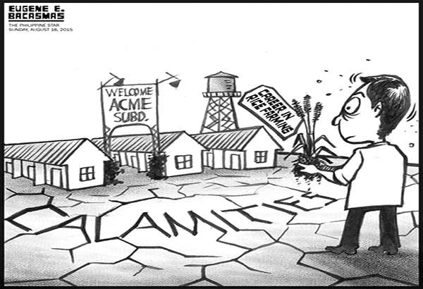 EDITORIAL - Planting rice as a career