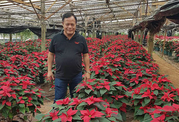 Poinsettias: The star of Christmas