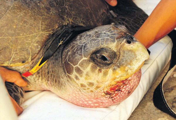 Pregnant sea turtle rescued, returned to sea