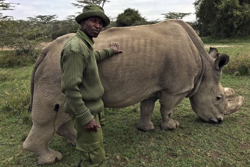Health of worldâ��s last male northern white rhino in decline  