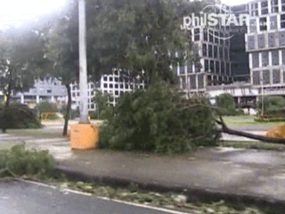 WATCH: Glenda's strong winds topple trees, spawn big waves in Manila