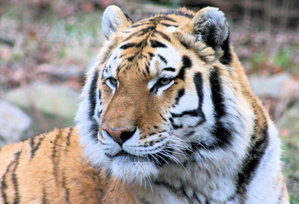 Town: Tiger on loose spotted near Disneyland Paris | World, News, The ...