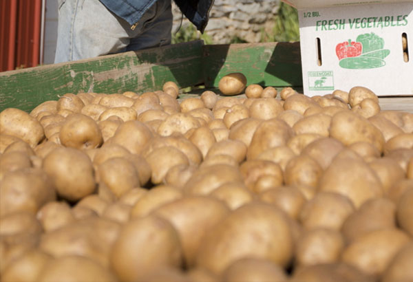 FDA approves genetically engineered potatoes, apples as safe