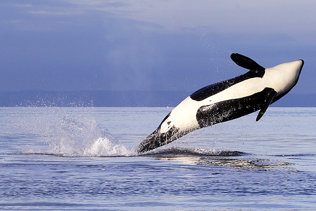 Navy gets OK for exercises, says little effect on orcas