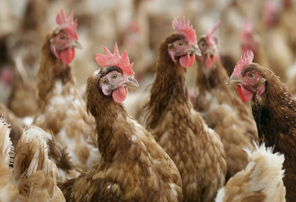 Consumers behind accelerated shift to cage-free eggs in US