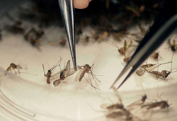 Senate to probe dengue vaccine in January