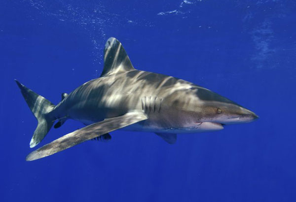 US: Oceanic whitetip shark warrants 'threatened' listing