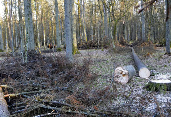 Artists ask Polish leaders to stop primeval forest logging