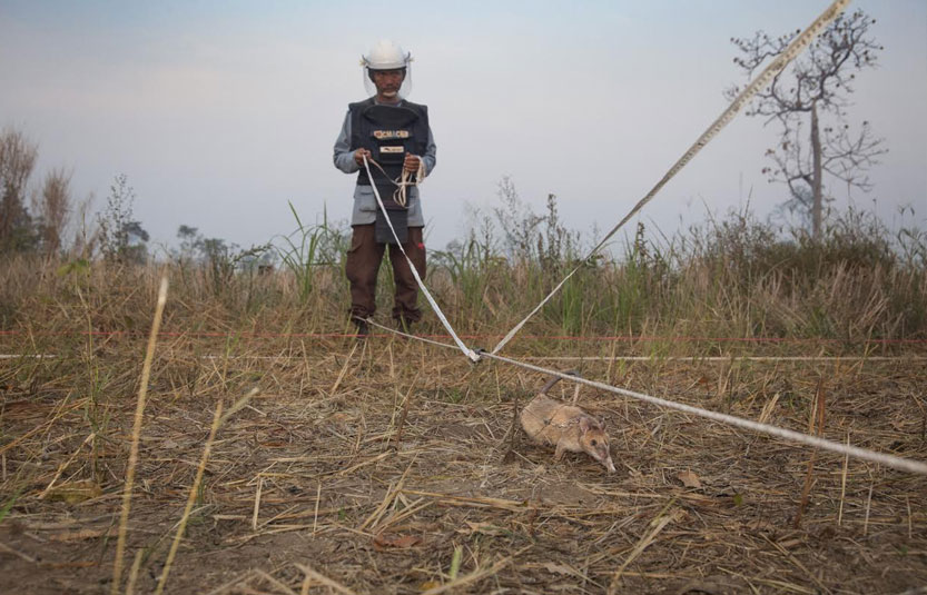 A Nose for Trouble: Giant mine-detecting rats save lives in Africa and Southeast Asia  