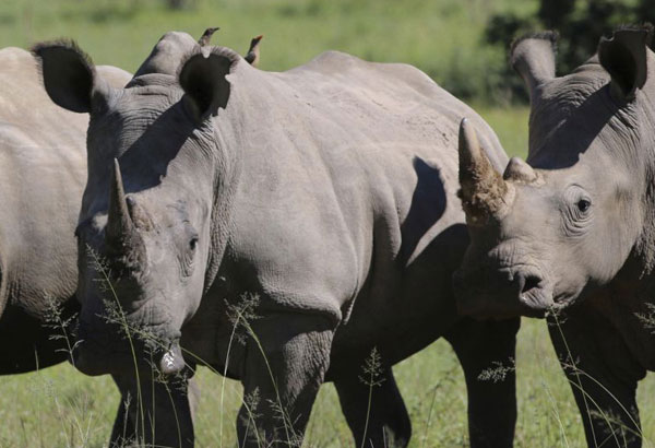 Rhino breeder in South Africa plans online auction of horn