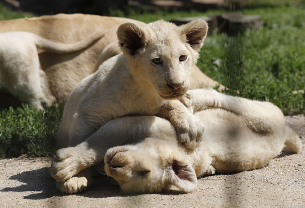 'Love hormone' oxytocin turns fierce lions into kittens