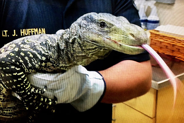 4-foot-long lizard found in backyard of US home