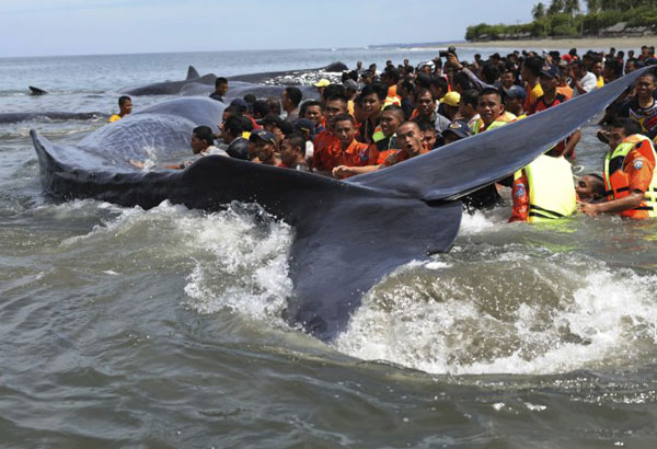 Rescuers try to save whales beached off Indonesia's Aceh