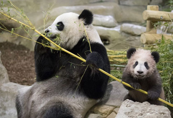 France's playful baby panda makes 1st public appearance