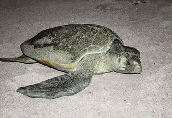 Turtle rescued in Malaysia  slaughtered for meat in Cebu