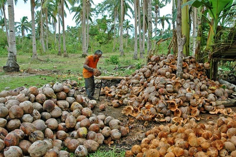 Coco millers to buy copra from farmers at P24/kilo