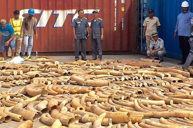 Cambodia seizes record 3-ton haul of African ivory