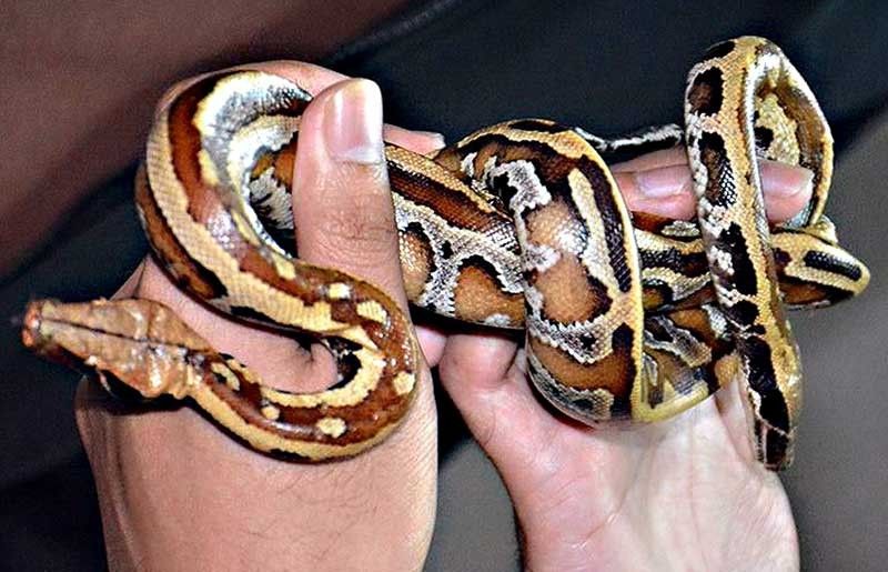 Smuggled snakes seized at NAIA