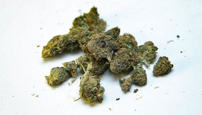 Padilla files bill pushing for legalization of medical marijuana |  Philstar.com