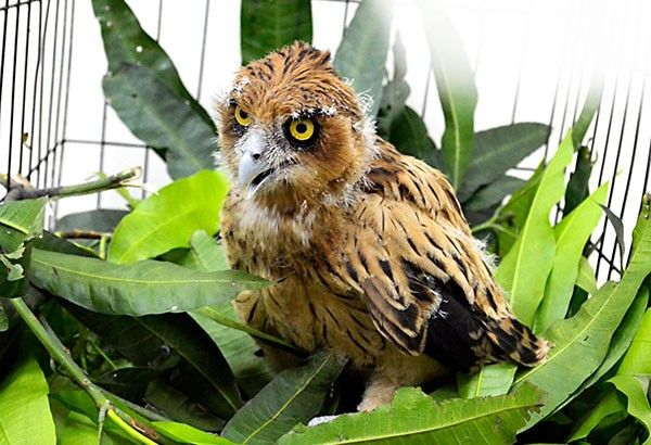 Philippine Eaglet dies of electrocution