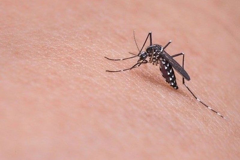 Kaso sa Dengue sa Central Visayas nisaka