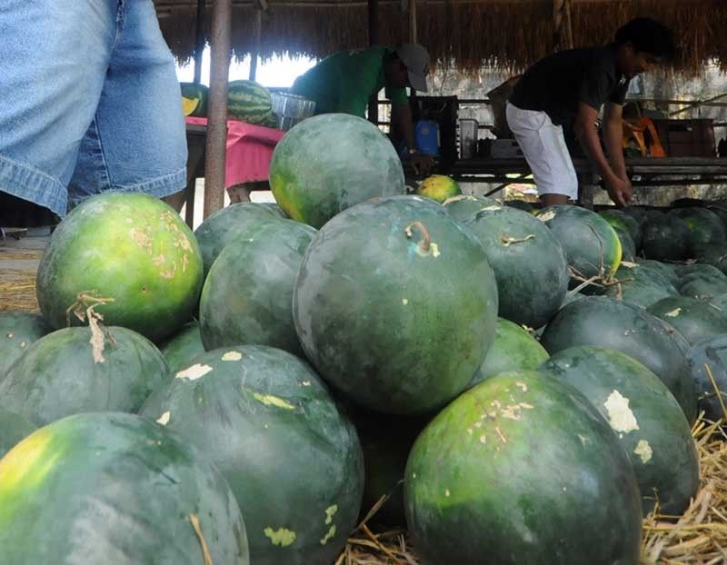 Pangasinan town prepares for January 26 Pakwan Festival