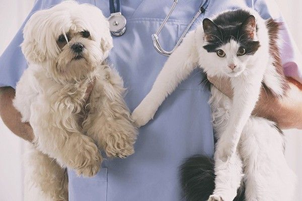 5 essential tips for pet care by Tiendesitas Pet Village