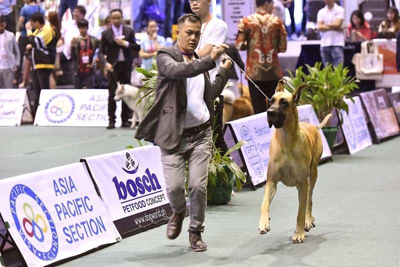 Philippines Circuit 2019: Asiaâ��s biggest dog show