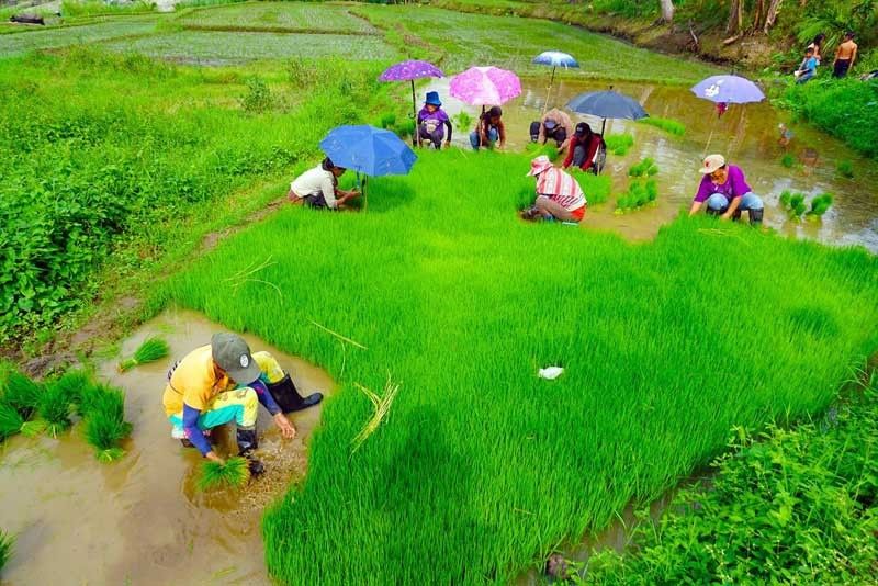 DA sets up P200-million fund for lending to rice farmers
