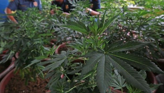Pagtatanim ng &lsquo;damo&rsquo;  bawal sa marijuana bill