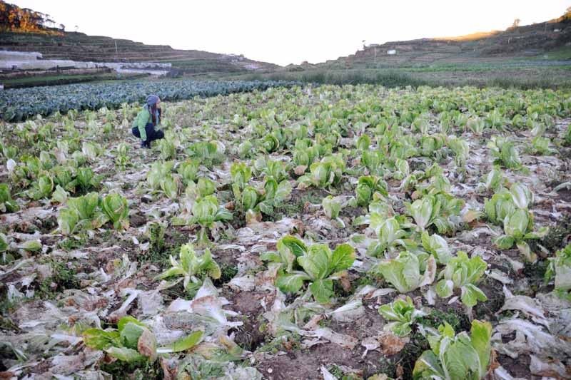 âVegetable frostâ in Benguet not a cause of concern, agriculture official says