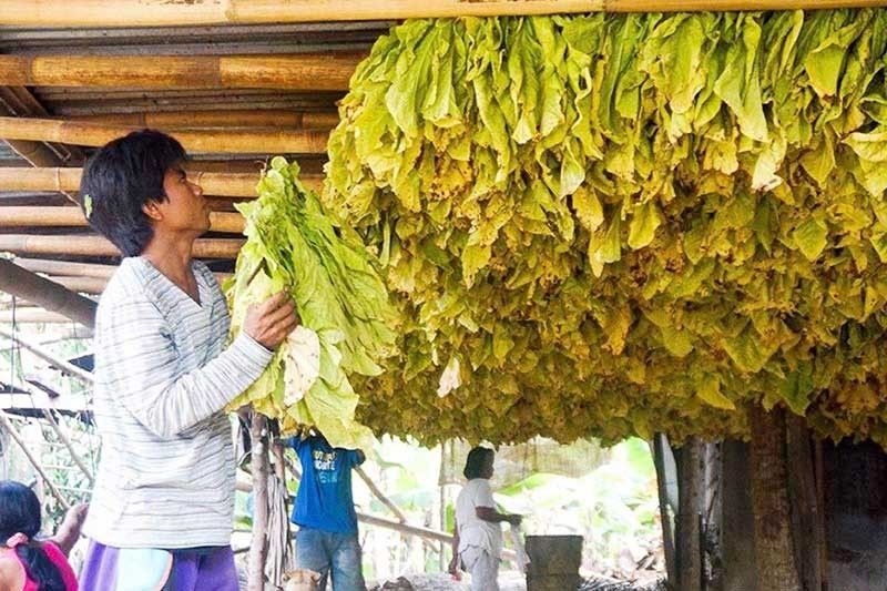 Tobacco farmers seek tax relief