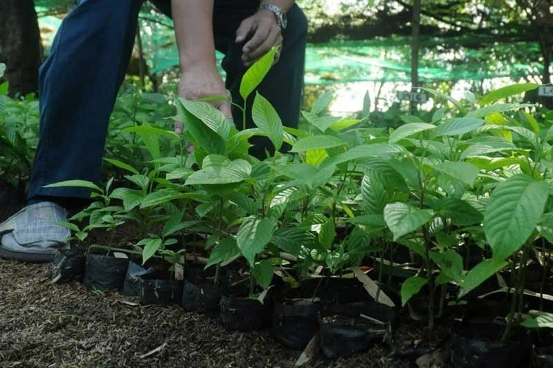 DENR, DepEd link up for tree planting in schools