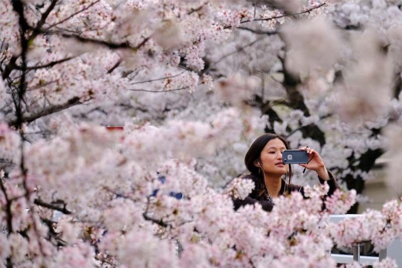 The art and science of Japan's cherry blossom forecast