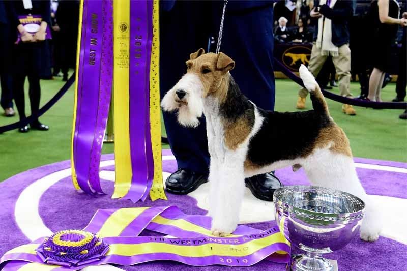 Wire Fox Terrier named Westminster's 'Best in Show'