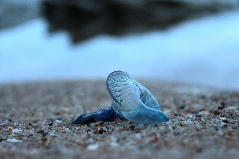 Boracay beachgoers warned vs blue bottle jellyfish