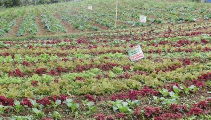 Agri school soon to rise in Paradizoo