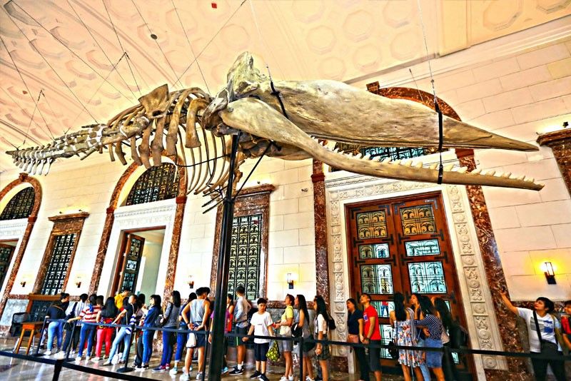 Whale takes center stage at National Museum