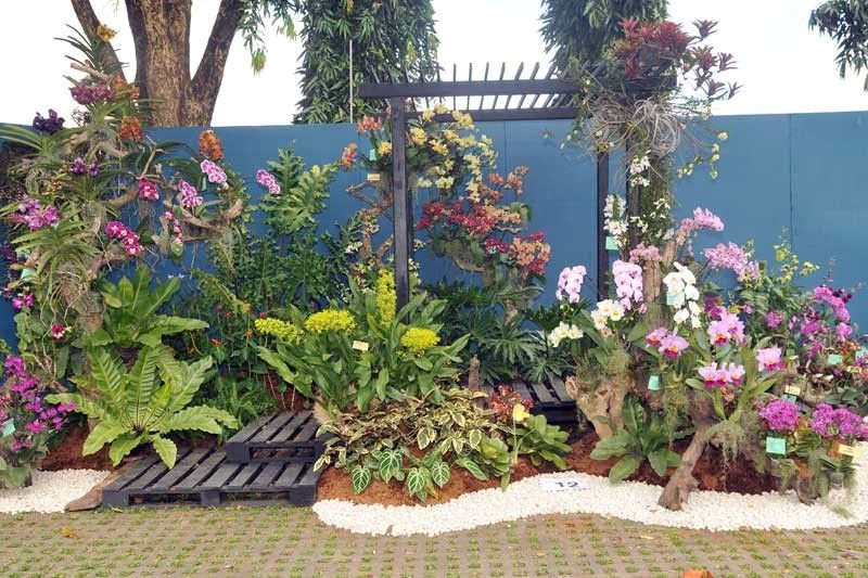 Different Kinds Of Flowering Plants In The Philippines ...