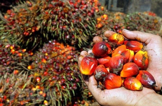 Department of Agriculture wants palm oil imports reduced