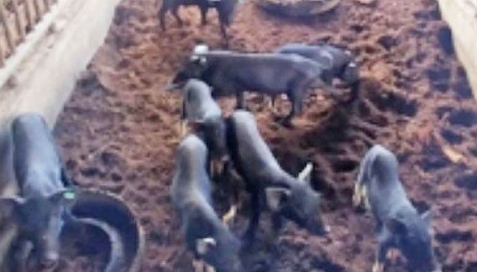 Tag-iya, empleyado sa piggery gi-release sa NBI
