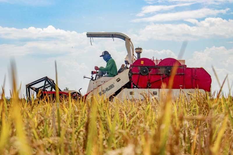 Push for cost-competitive rice production continues