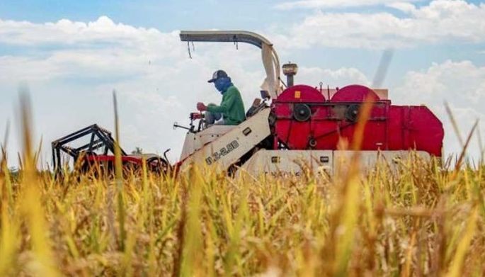 Push for cost-competitive rice production continues