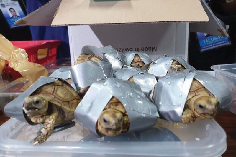 1,500 turtles seized at NAIA
