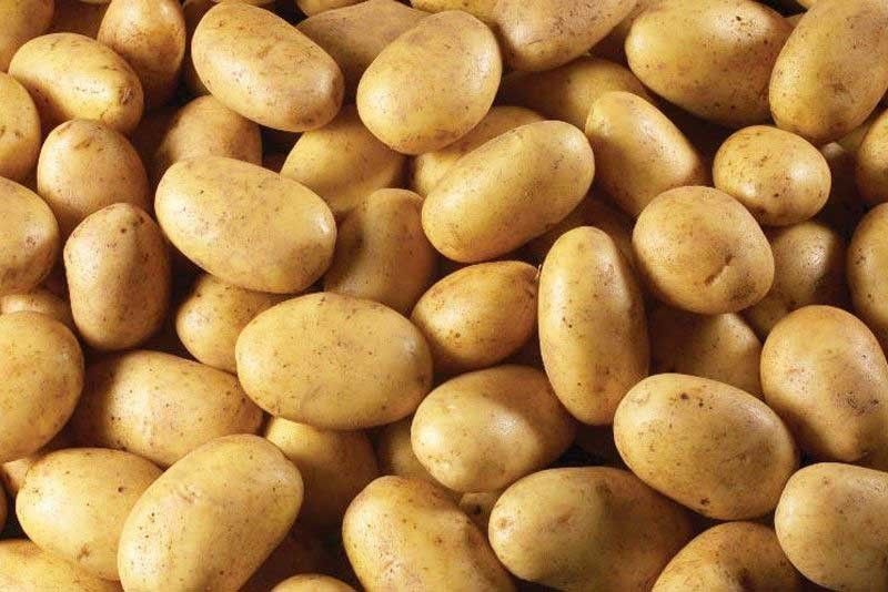 URC gives boost to potato production in Cordillera
