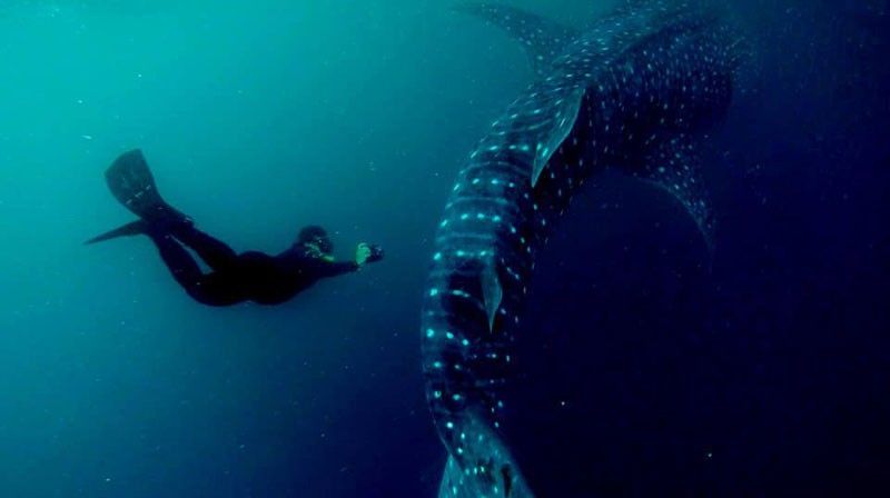Whale sharks spotted in Sarangani Bay