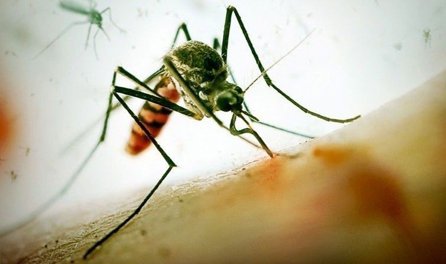 DOH sees more dengue cases, hopes for less deaths
